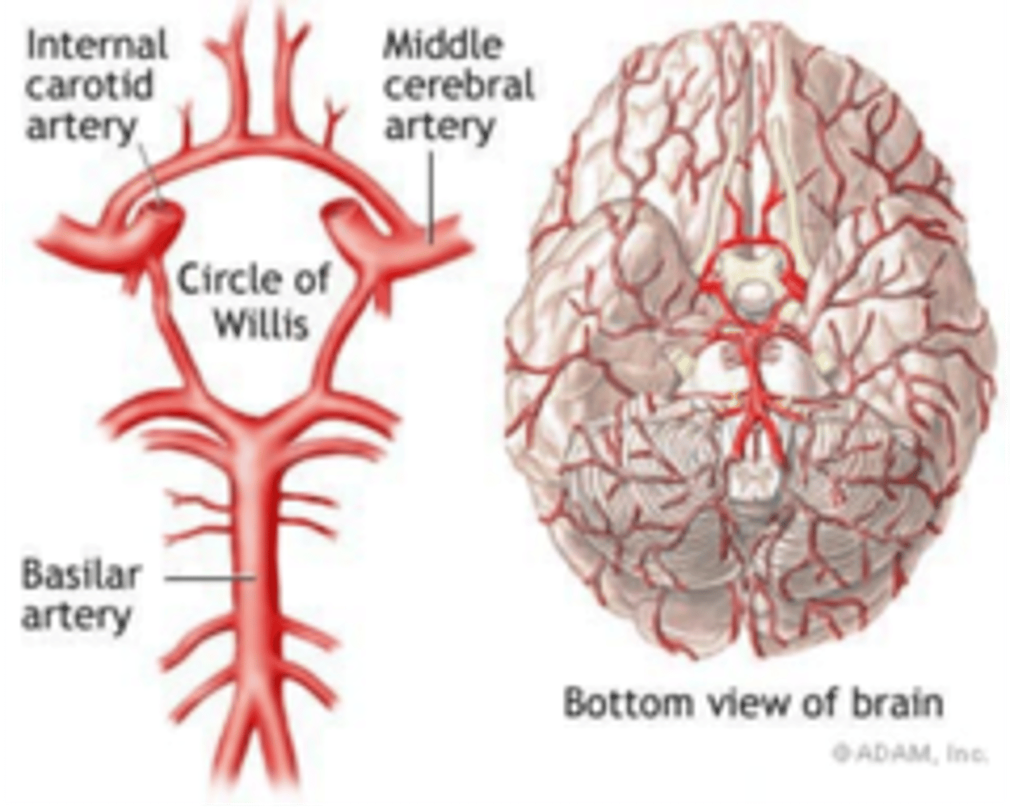 <p>The anterior parts of the cortex and deep structures are supplied by two branches of the internal carotid artery - the anterior and middle cerebral arteries.</p><p>The posterior part of the cortex and deep structures are supplied a branch of the vertebral artery - the posterior (basilar) cerebral artery. The cerebellum and brainstem are supplied by various branches of the vertebral artery.</p><p>The anterior and posterior circulations are united by the circle of Willis.</p>