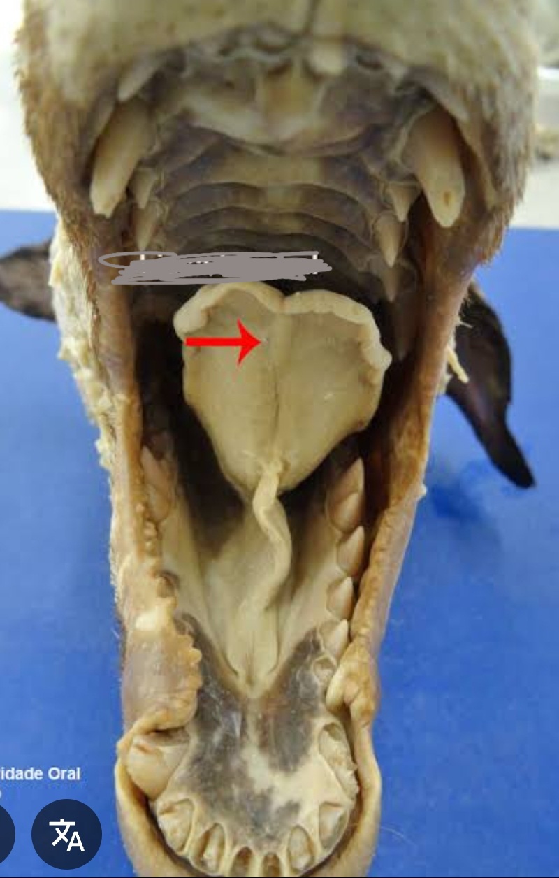 <p>Caninos (permite fazer uma concha com a língua)</p>