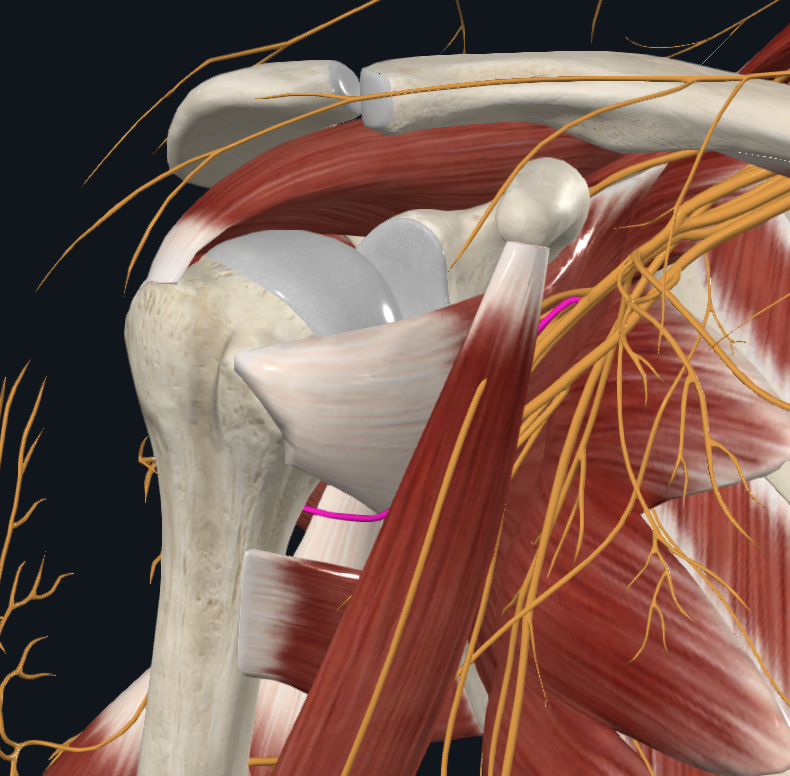 <p>What is this nerve</p>