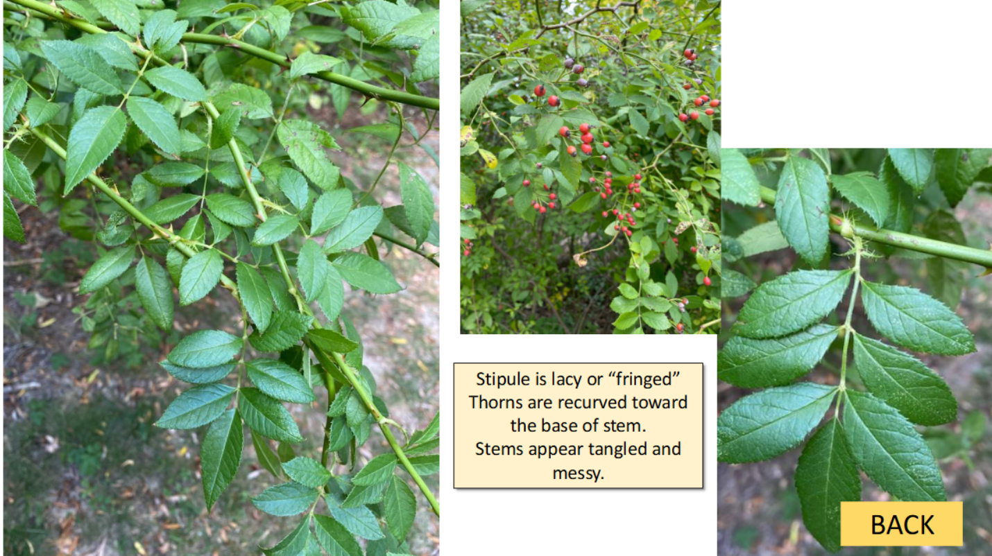 <p>Multiflora rose </p>