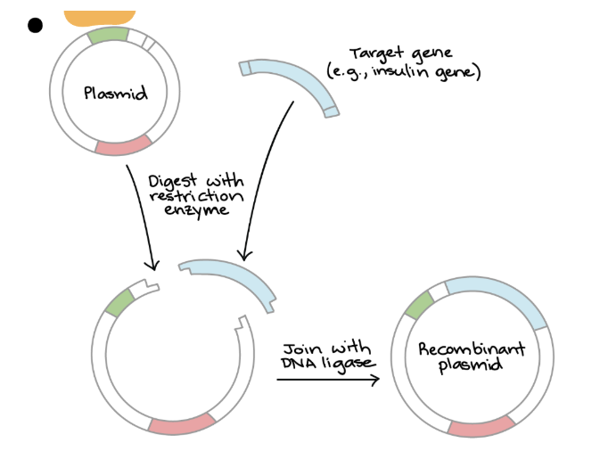 <p><strong>1.</strong> The <strong>gene of interest</strong> is removed from the DNA strand using <strong>restriction enzymes</strong></p><p><strong>2. </strong>The <strong>plasmid</strong> is also cut using the <strong>SAME</strong> restriction enzyme</p><p><strong>3. </strong>G.O.I + plasmid have <strong>complementary sticky ends</strong> + easier to join</p><p><strong>4. </strong>G.O.I is positioned in plasmid → <strong>ligase</strong> joins the two pieces of DNA</p><p></p>