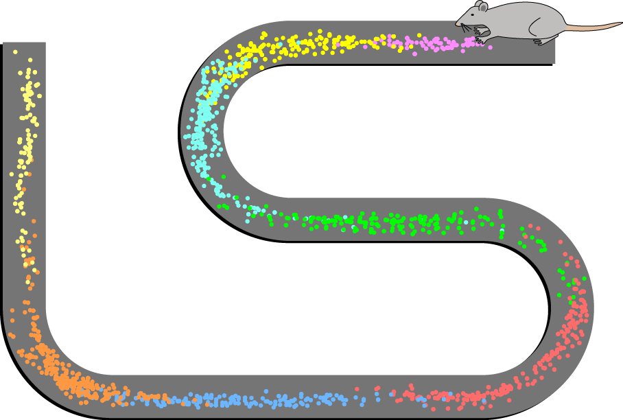 <p><span><span>hippocampal neurons that respond most strongly at a particular point within a sequence of times</span></span></p>