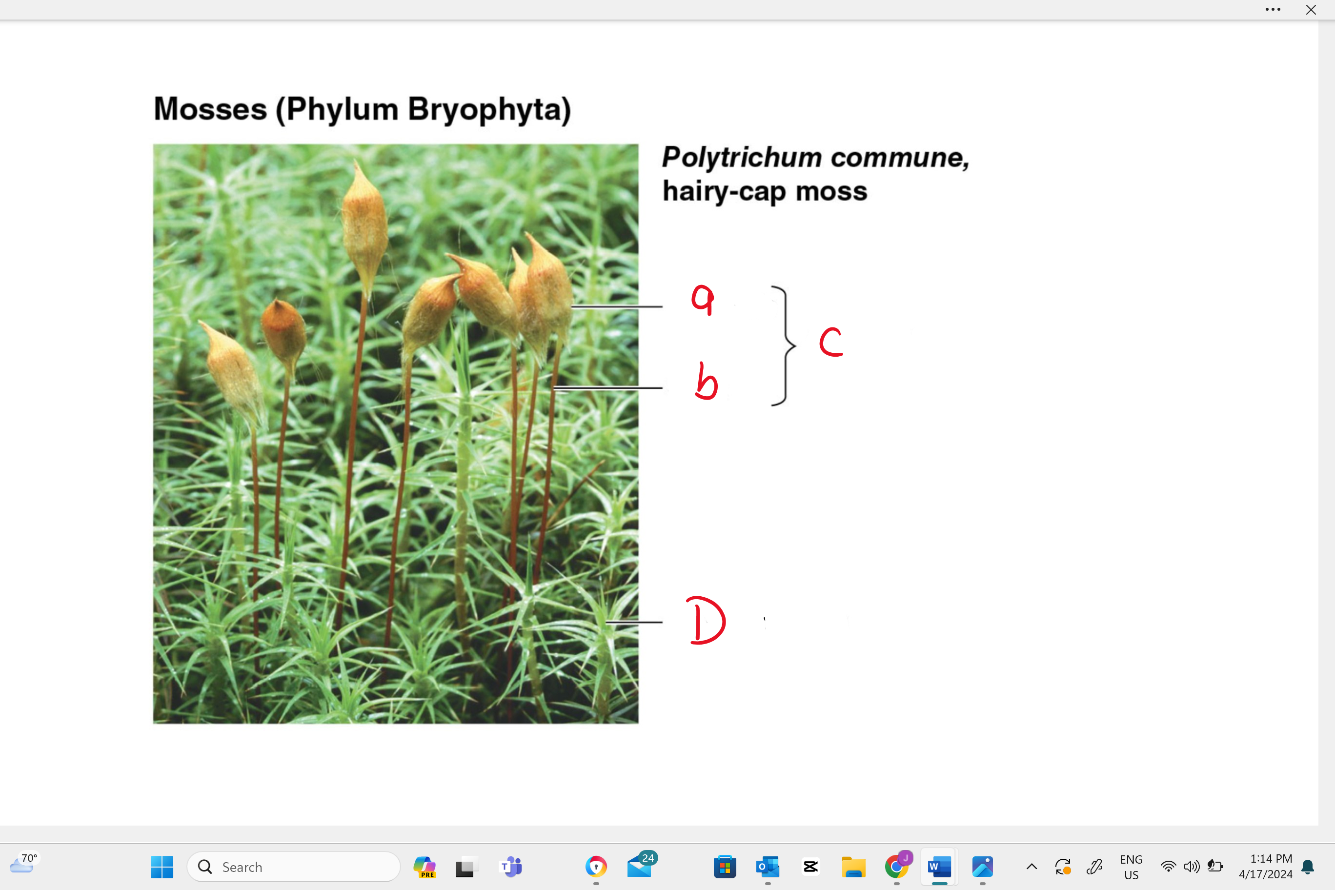 <p>identify structure “D”</p>