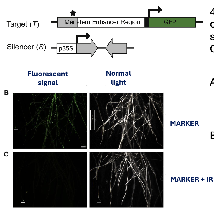 <p><span style="color: #ffffff">4. Do both plants in figures B and C carry the MARKER construct that</span><span style="color: #ffffff"><br></span><span style="color: #ffffff">should express GFP? Why is the GFP signal not present in figure C?</span><span style="color: #ffffff"><br></span><span style="color: #ffffff">A. Yes, because the plant in figure C also carries the IR construct, that silences the MARKER construct</span><span style="color: #ffffff"><br></span><span style="color: #ffffff">B. No, because the plant in figure C only carries the IR construct.</span></p><p></p><p></p>