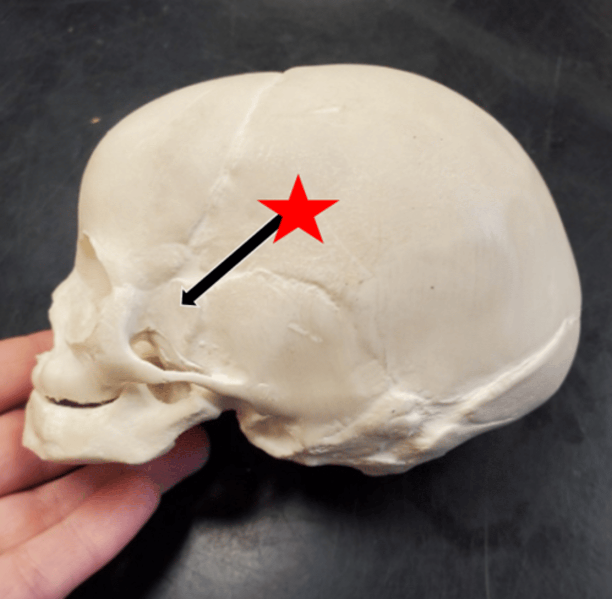 <p>Name the starred region in the image.</p>