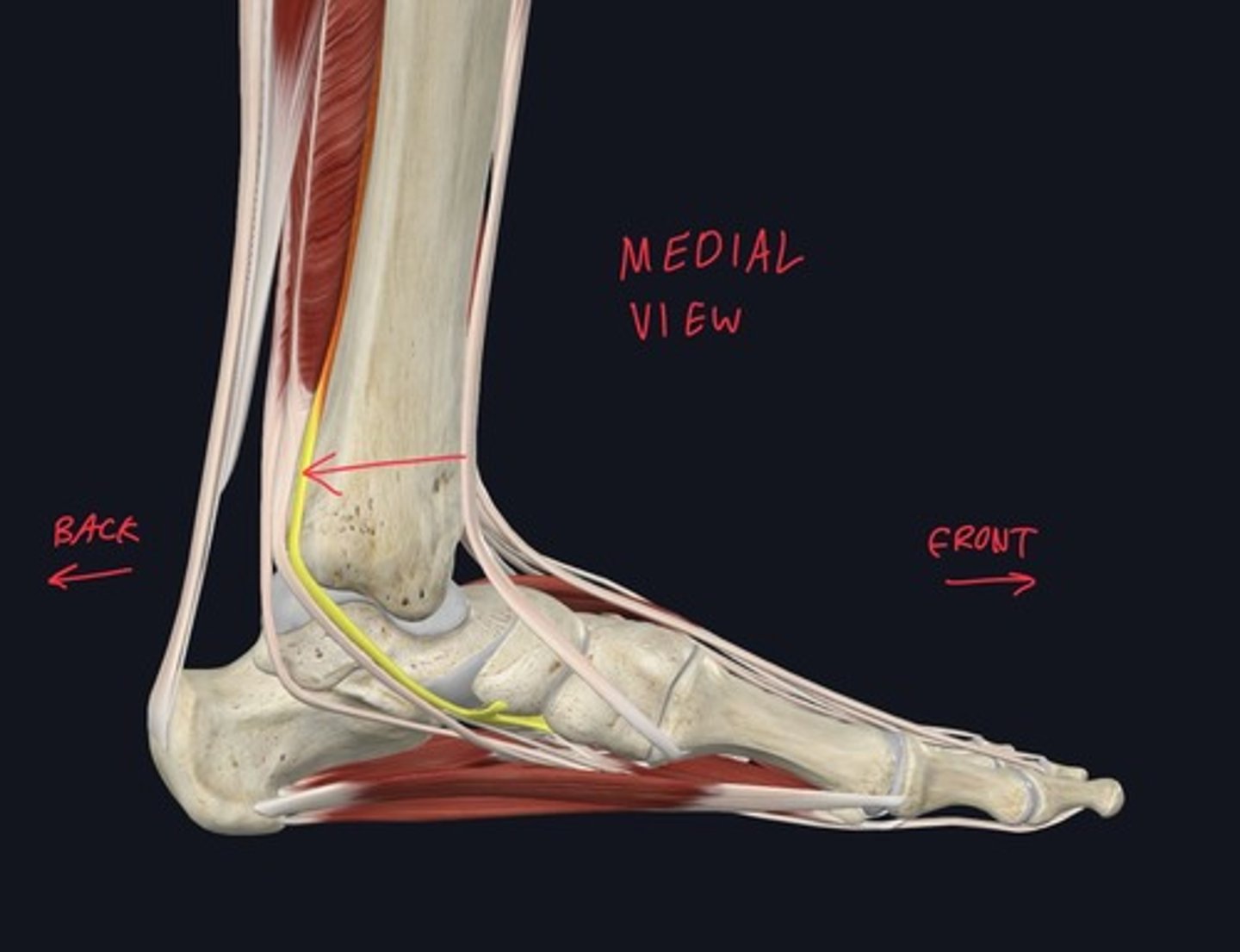knowt flashcard image