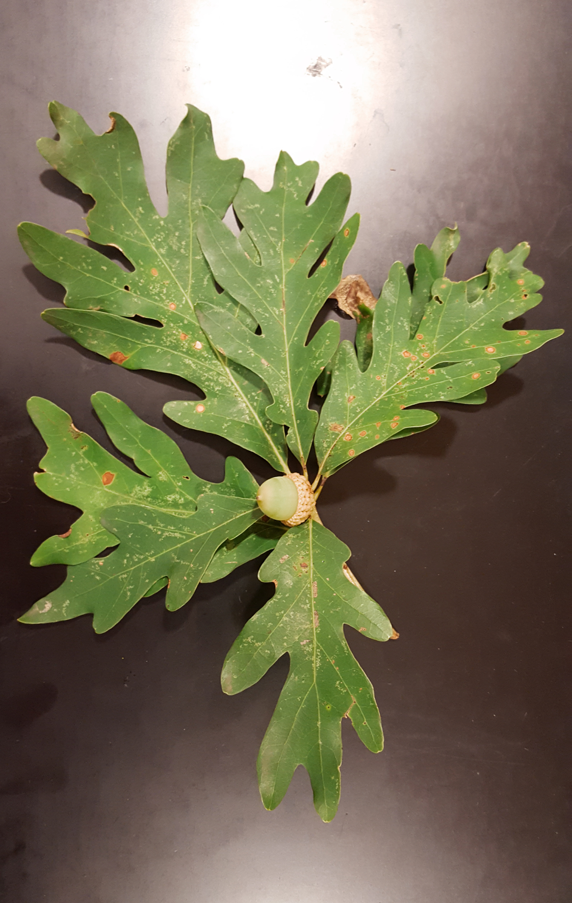 <p>white oak</p>