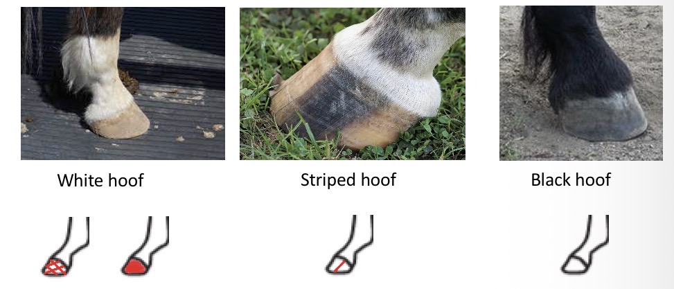 <p>Hoof colours </p>