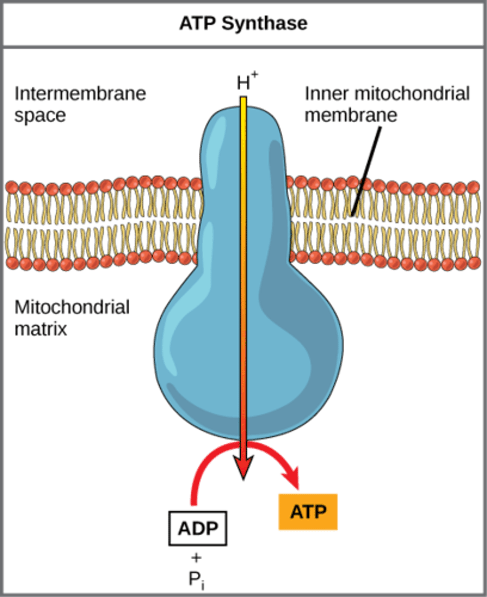 <p>chemiosmosis</p>