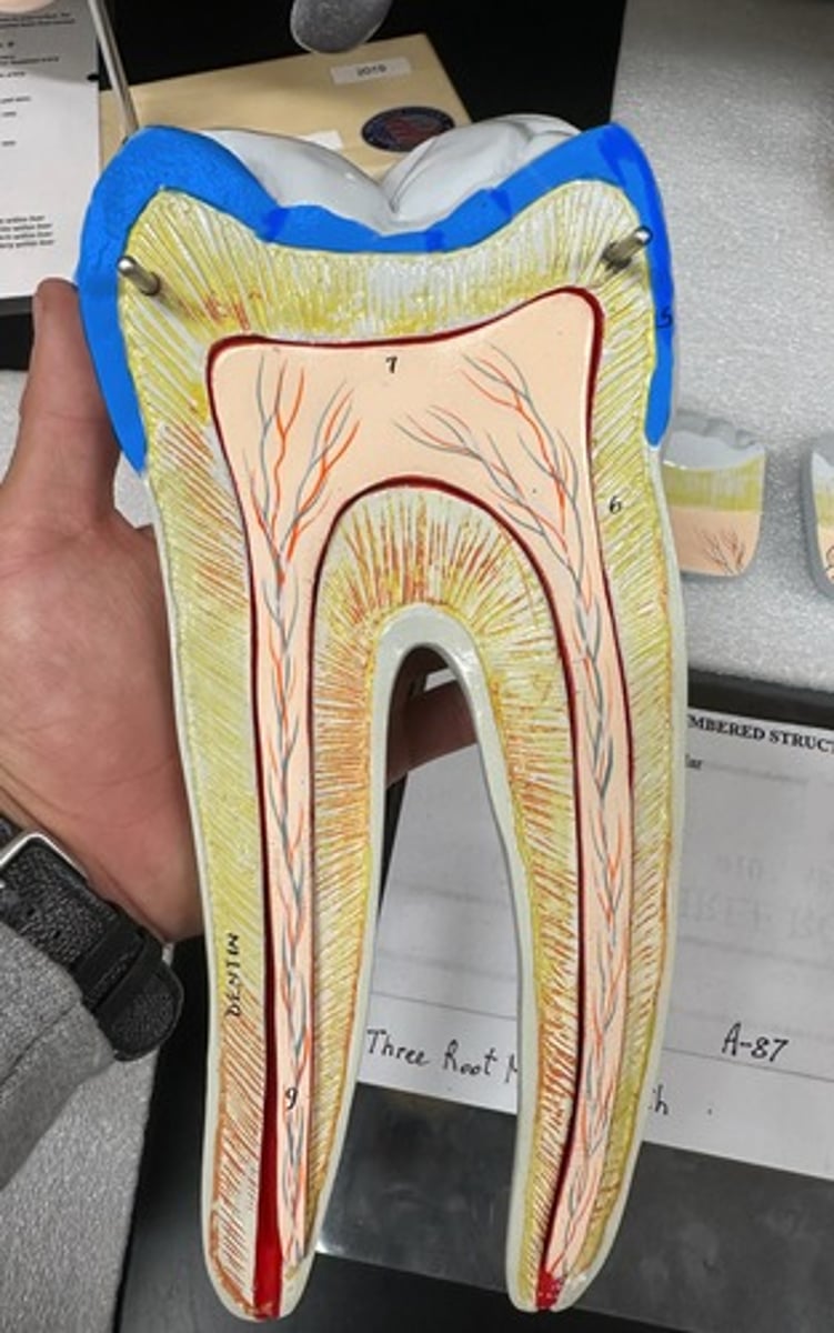 knowt flashcard image