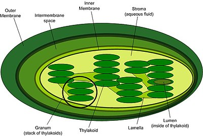 <p><u>Chloroplast:</u> has two membranes, which allows for compartmentalization of different chemical reactions. Internal anatomy is arranged in stacks of thylakoid membranes called ____. Multiple thylakoids ________ surface area so more reactions can occur. Has its own free-floating circular DNA which plays a role in photosynthesis.</p><p><strong>(End of Notes 2.2)</strong></p>