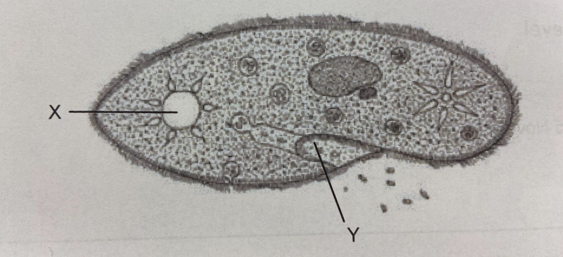 <p>Which function is accomplished by structures X and Y in the <em>Paramecium</em>?</p>