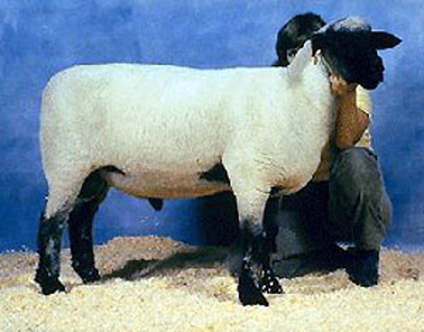 <p>meat type or medium wool sheep breed:</p><p>black head, ears and legs with wool on head and legs</p>