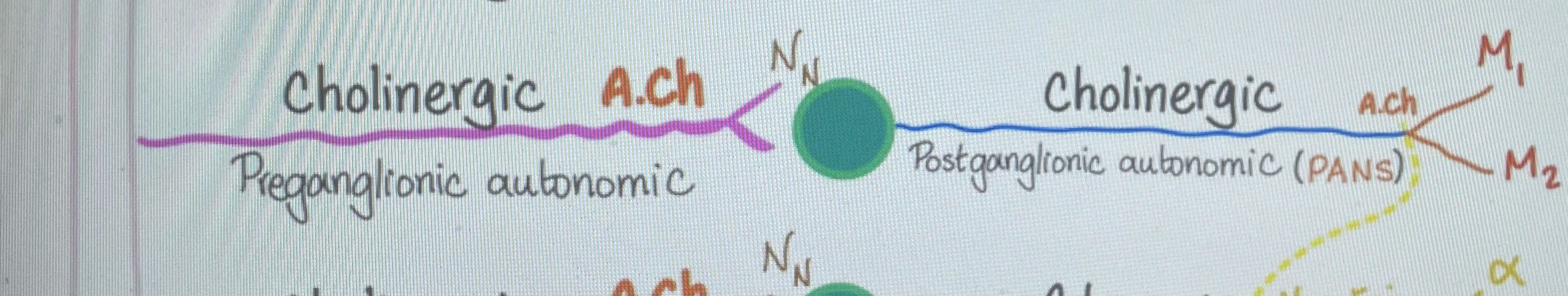 <p>Why is the first receptor nictotinic (N<sub>N</sub>) and the 2nd is Muscarinic (M) even though both are stimulated by Ach?</p>