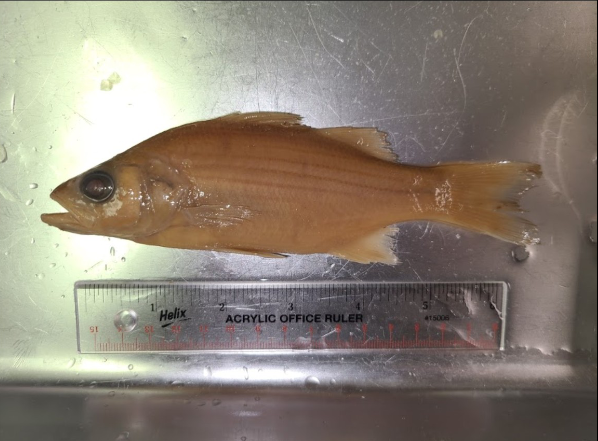 <p>What is the taxonomy, common name, and scientific name of this fish?</p>