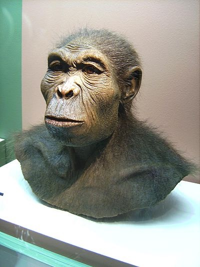 <p>The first fossil of H. habilis (OH7) was found in Tanzania in 1960</p><ul><li><p><strong>Called “The handy man” because they possibly made the Oldowan pebble tools</strong></p></li><li><p>Cranial capacity: between <strong>600 and 700 cc</strong>—clearly separating them from austrolopithecines.</p></li><li><p>Controversies surrounding its relationship with H. rudolfensis</p></li></ul><p></p>