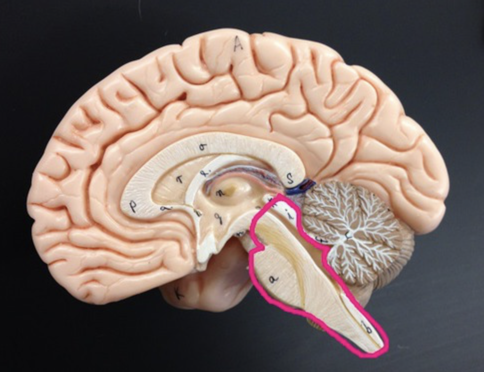 Connects the brain and spinal cord
