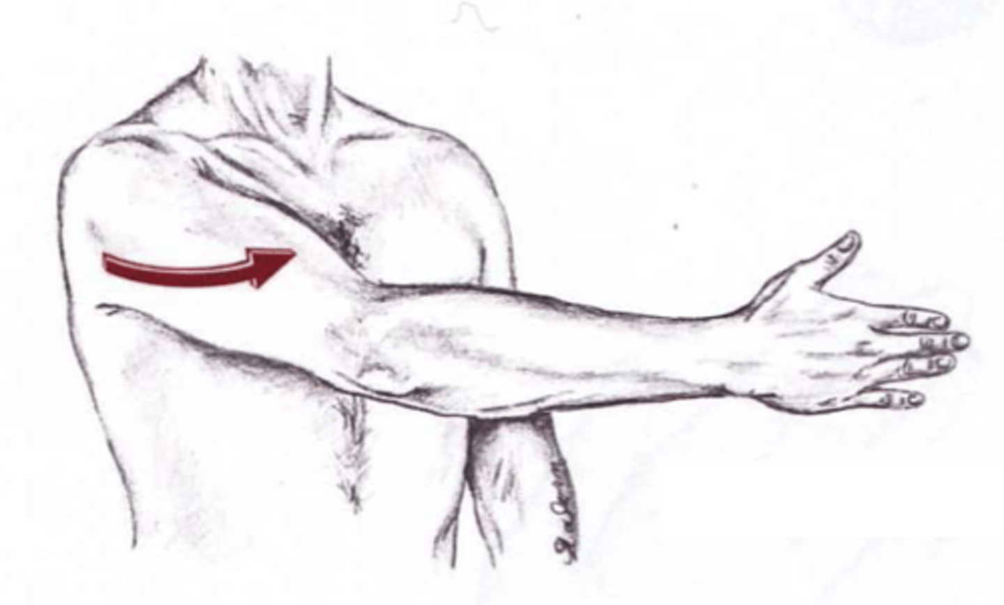 <p>movement within transverse plane bringing the arms to the anterior portion of the body, where the starting position has the arms at 90 degrees of abduction</p>