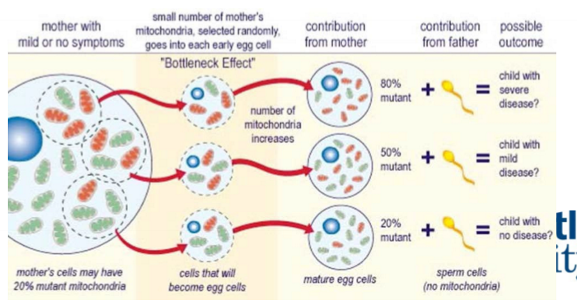 <p>mitrocondrial DNA inherited only through the egg, sperm mitrocondria never contribute to the zygote, >700 disease-associated mtDNA mutations, many associated with female infertility and ability to carry babies to term</p>