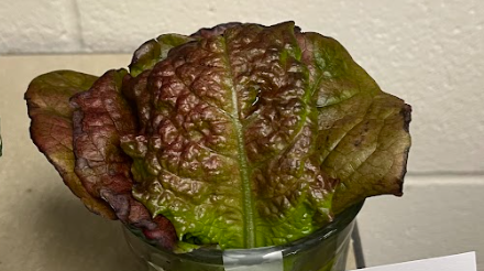 <ul><li><p>break midrib leaks white sap</p></li><li><p>green to purple colors</p></li><li><p>small-ish foliage</p></li><li><p>will form a head</p></li></ul><p></p>