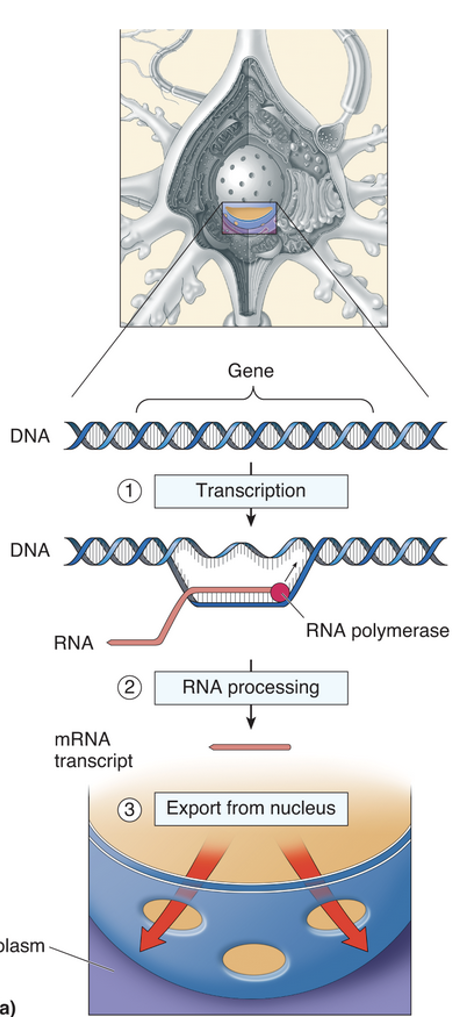 <ol><li><p>RNA polymerase, with the help of transcription factors, binds to a specific sequence within a gene (the promoter) and splits the two strands of DNA apart</p></li><li><p>One strand is the template strand that RNA polymerase moves down to synthesize mRNA</p></li><li><p>Once RNA polymerase reaches the end of the gene termination occurs. This is when the enzyme detaches from the gene and the DNA is returned to its original state.</p></li><li><p>mRNA leaves the nucleus of the cell and moves into the cytoplasm where it will find a free ribosome.</p></li></ol>