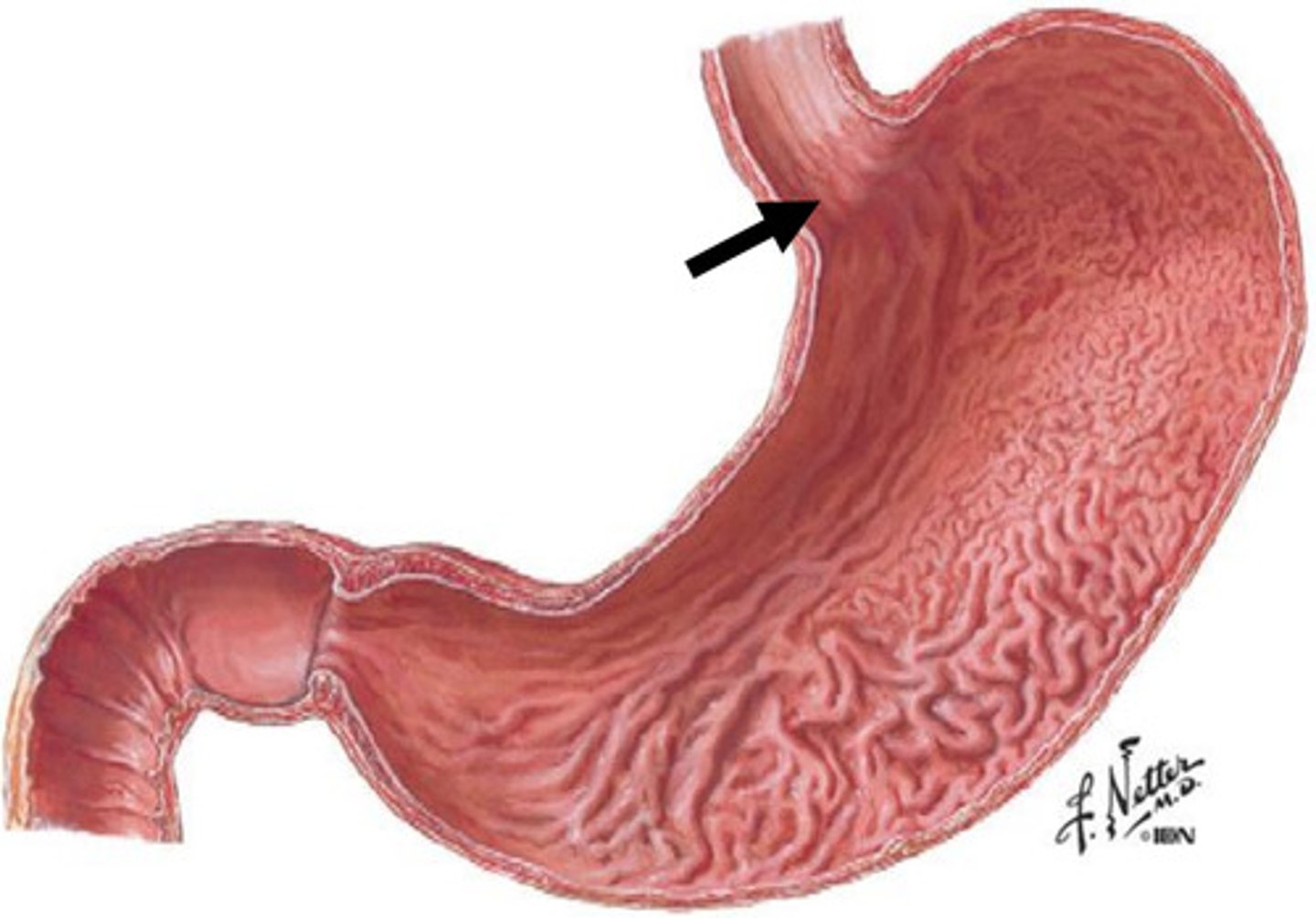 <p>squamocolumnar mucosal junction</p><p>- zig-zag line</p>
