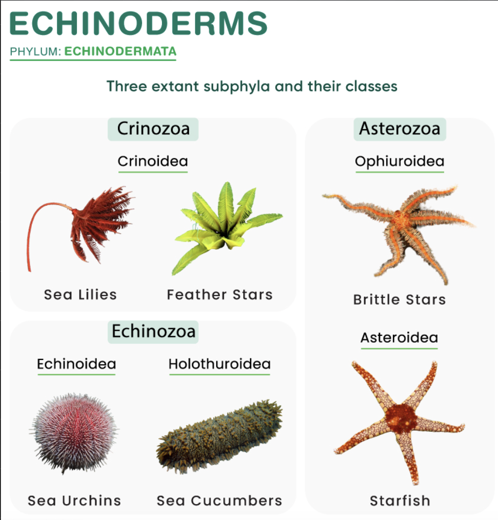 <ul><li><p>SYNAPOMORPHY= Pentaradial symmetry, water vascular system, endoskeleton</p></li><li><p>marine animals</p></li><li><p>includes starfish, sea urchins, sea cucumbers </p></li></ul><p></p>