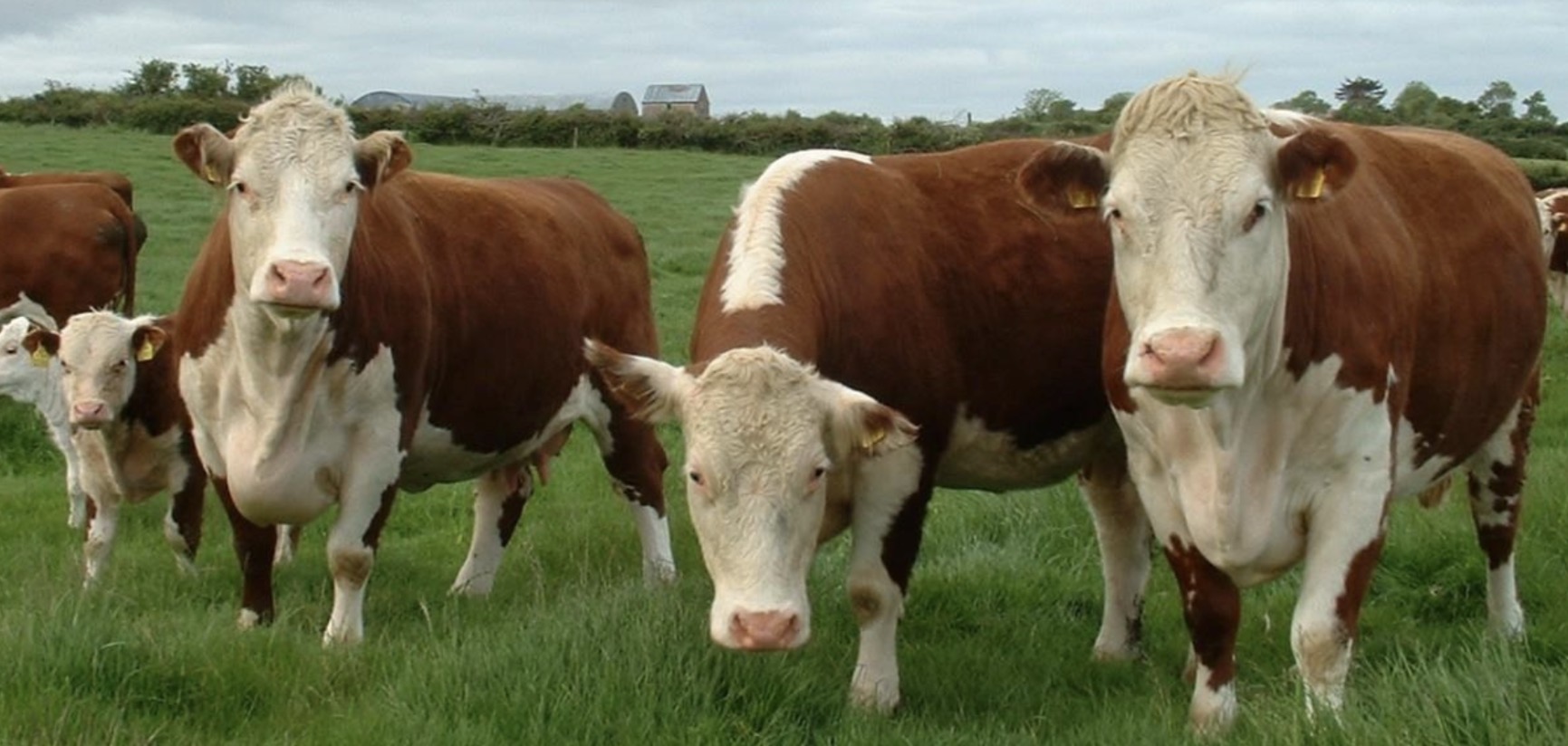 <p>What breed of cow is this and what is it mainly used for commercially?</p>