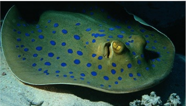 <p>Spiracles</p>