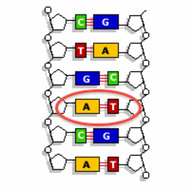 <p>The base that pairs with Thymine in DNA</p>