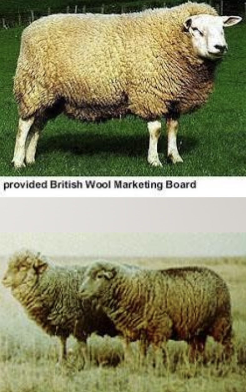 <ul><li><p>﻿﻿<u>best adapted to the range conditions of the southwestern United States.</u></p></li><li><p>﻿﻿a medium-sized sheep with white hair on the face and legs</p></li><li><p>﻿﻿<u>Hardy, gregarious and adaptable to unassisted pasture lambing</u></p></li><li><p>﻿﻿produce a fine wool fleece with a deep, close crimp.</p></li><li><p>﻿﻿Breed category: <u>fine-wool</u></p></li><li><p>﻿﻿Distribution: USA</p></li></ul>