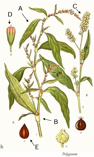 term image