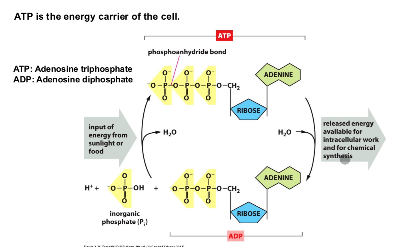 <p>The energy carrier of the cell.</p><p></p>