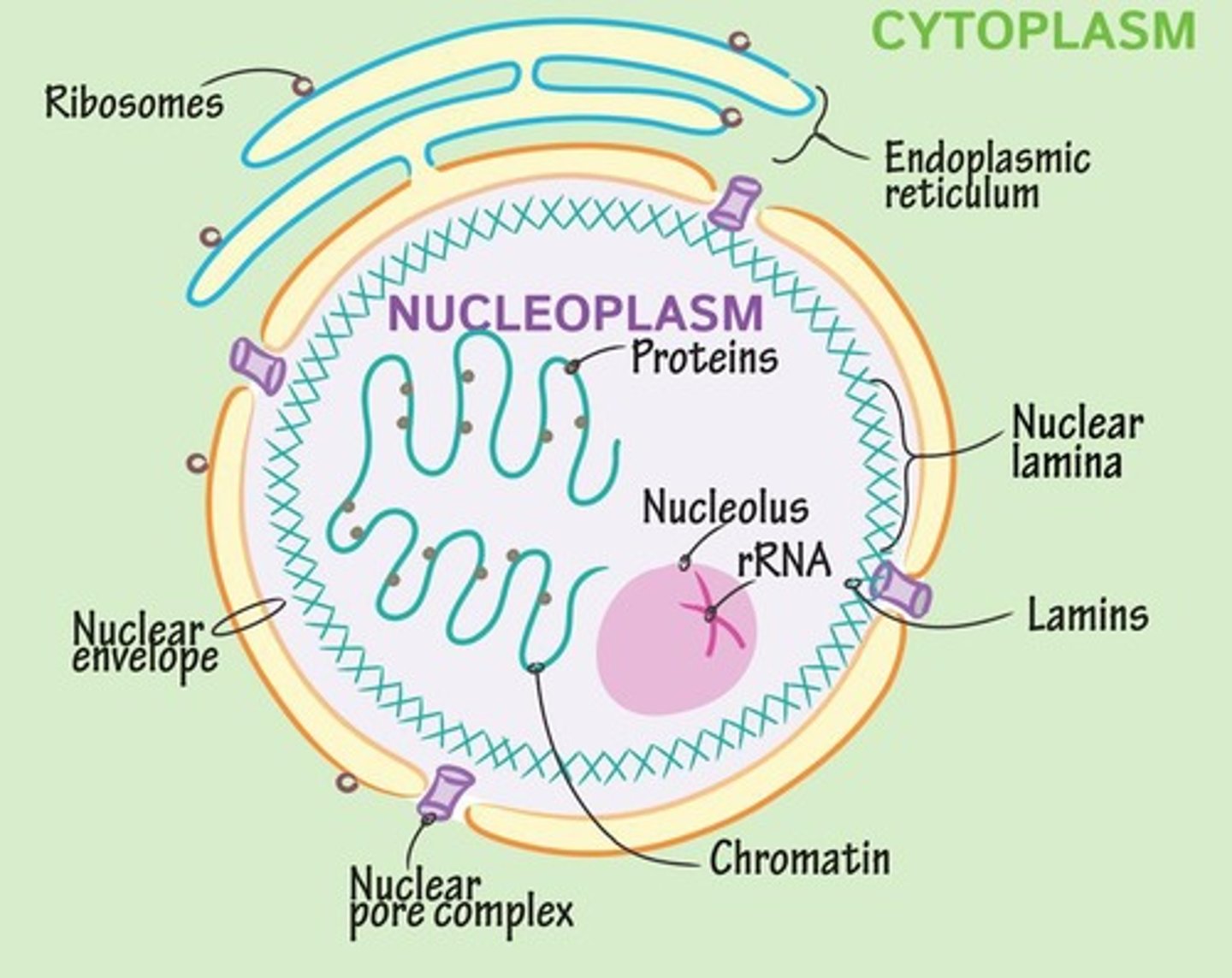 <p>The centrosome has a pair of centrioles and Pericentriolar Material (PCM). The centrioles have important roles in cell division. During cell division microtubules grow from centrosomes, and play a role in chromosome alignment and separation.</p>