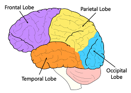 <p>location: bottom back of brain</p><p>function: interpret visual info</p><p>includes: visual cortex</p>