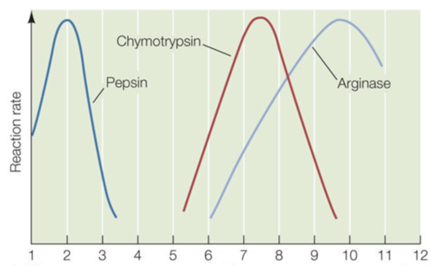 <p>After looking at the graph the enzyme activity of the the three different enzymes is being regulated by what variable</p>