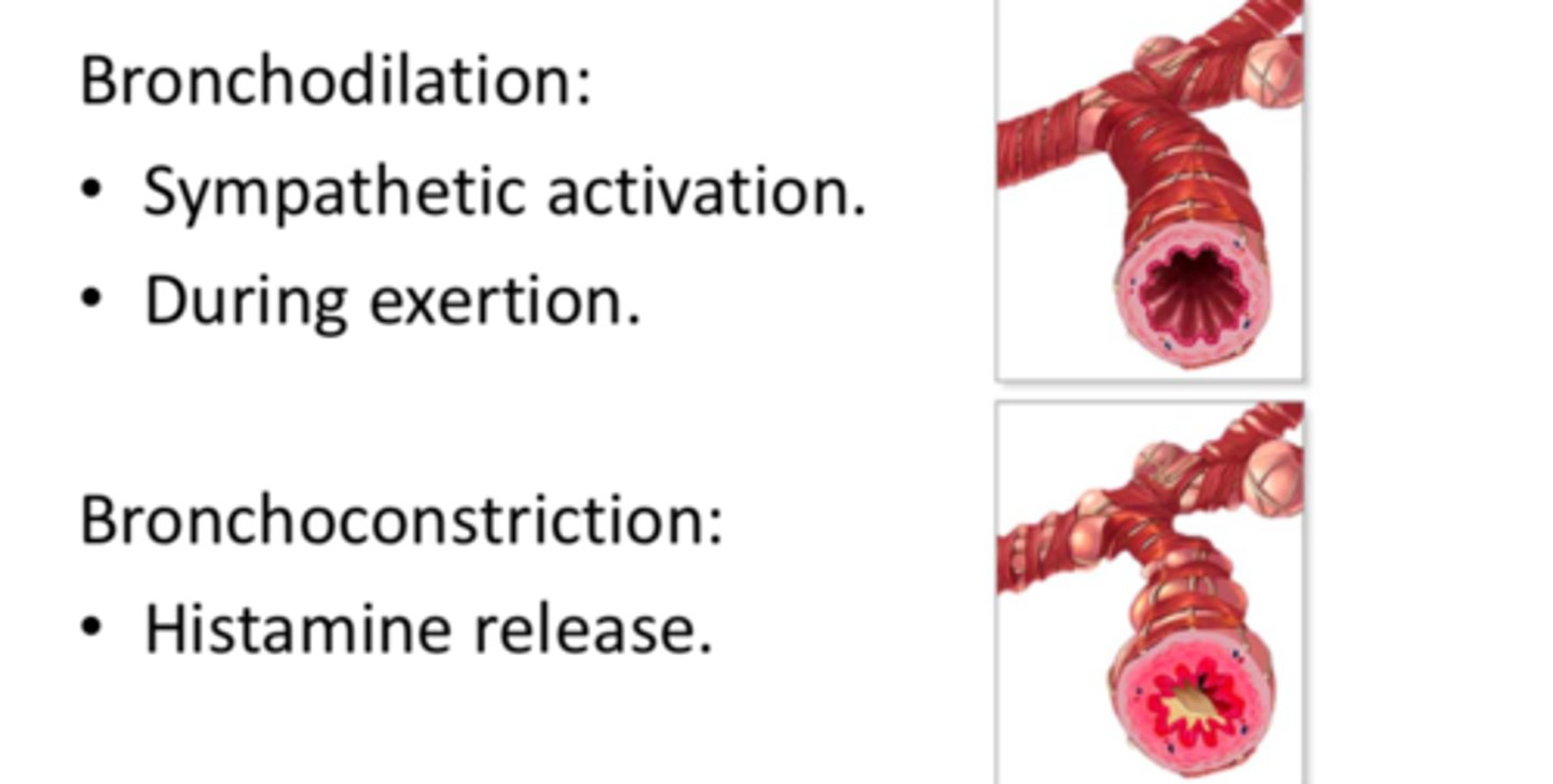 <p>expansion of the bronchial air passages</p>