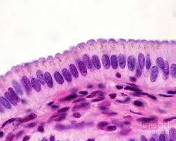 <p>Absorption and secretion, work with goblet cells , two types</p>