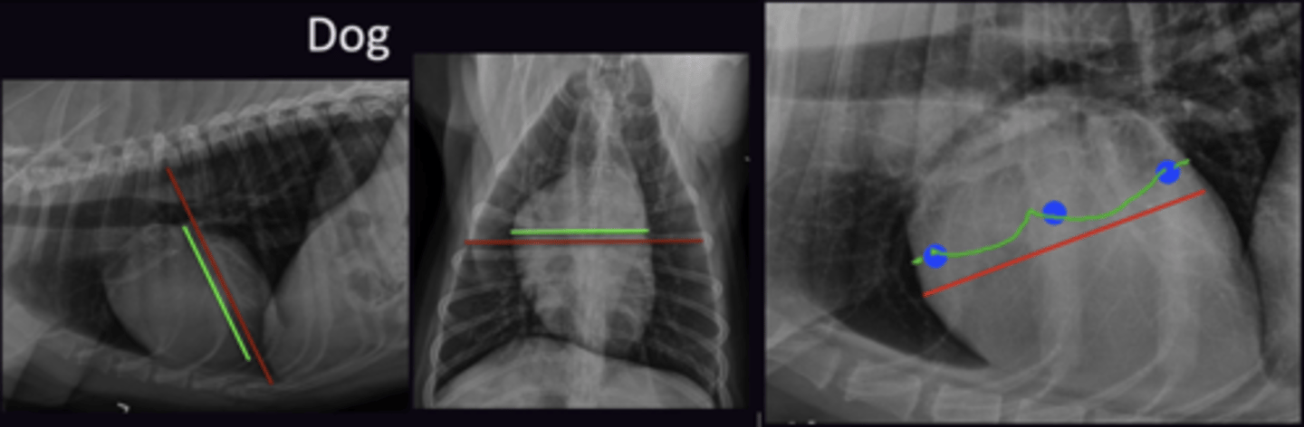 <p>1. On the Lateral + VD Views, Heart is 2/3's width/height of the thorax (cat is 50% of thorax on VD)</p><p>2. Lateral Views. 2.5-3.5 intercostal spaces wide</p><p>3. Lateral Views. 2 Intercostal spaces wide</p><p>4. Ribs not superimposed. Follow ribs up from sternum → Find cranial rib of pair → count from cranial rib to cranial rib</p>