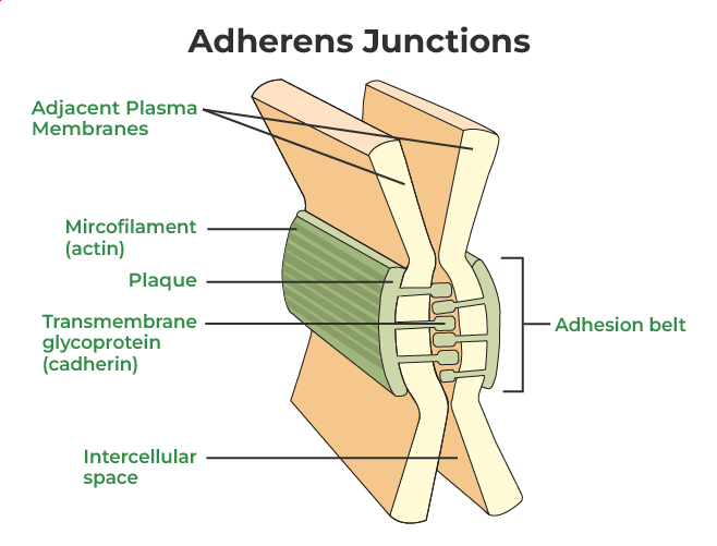 <p>these junctions provide mechanical stability to tissues by linking adjacent calls through cadherin proteins </p>