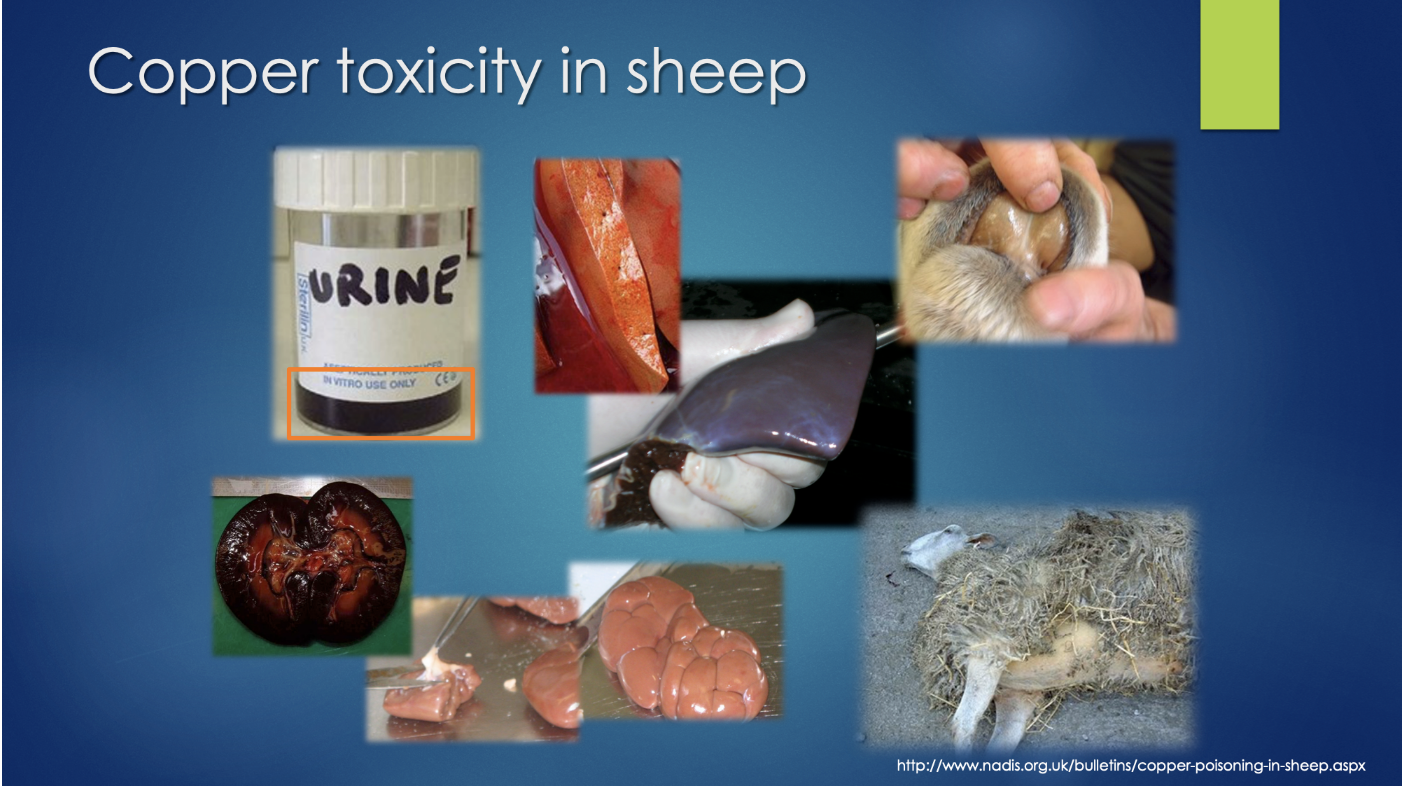 In the figure below, you can see what some of the effects of copper toxicity would look like in sheep.  The urine is dark (black) due to hemoglobin from lysed red blood cells being eliminated by the kidney.  The kidney (from an intoxicated sheep) that is black and dark red (due to hemoglobin) stands in contrast to healthy kidneys that are light pink in nature.  The center photos show a jaundiced (yellowish) liver (due to bilirubin – breakdown product of red blood cells) in comparison to a dark red healthy liver being held in hand.  The pictures of the sheep lip and body show yellow of epithelial layers (due to jaundice).