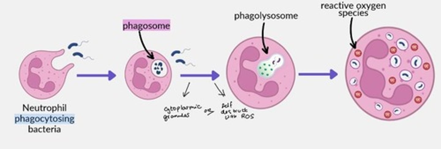 <p>- Bacteria engulfed into phagosome</p><p>- Phagosome fused with lysosome to form phagolysosome</p><p>- Destruction via cytoplasmic granules (anti-microbial proteins) or via ROS</p>