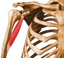 <p>flexes and adducts arm</p>