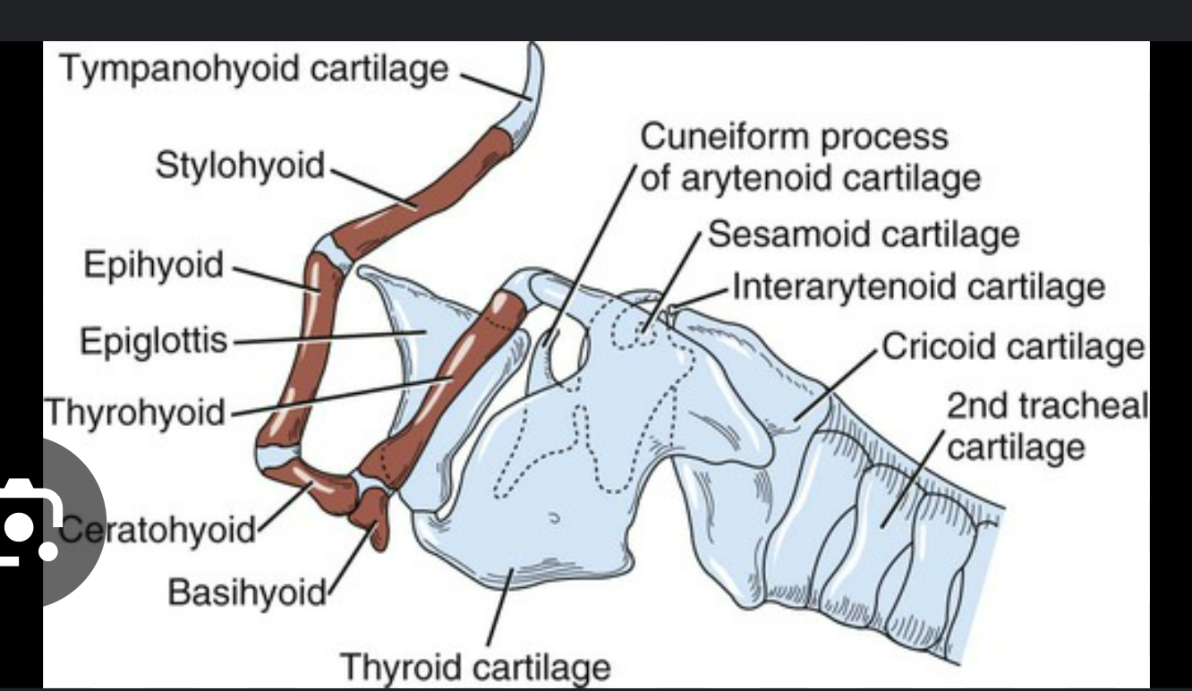 <p>*there’s 2 of each of these hyoid bones, except only 1 basihyoid connects both sides</p><ol><li><p>tympanohyoid (at very tip)</p></li><li><p>stylohyoid: below ^</p></li><li><p>epihyoid: below ^</p></li><li><p>epiglottis</p></li><li><p>thyrohyoid: on top of basi &amp; extends out caudally</p></li><li><p>ceratohyoid: below ^</p></li><li><p>basihyoid: at the base</p></li></ol><p></p>