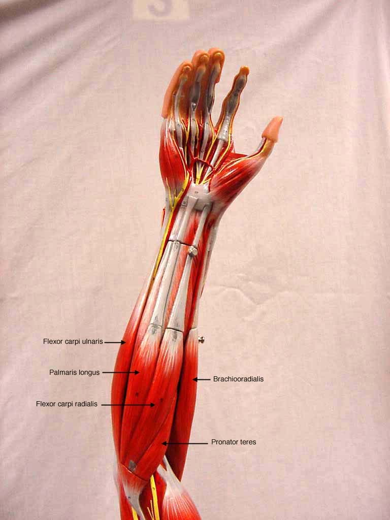 <p>Palmaris longus</p>