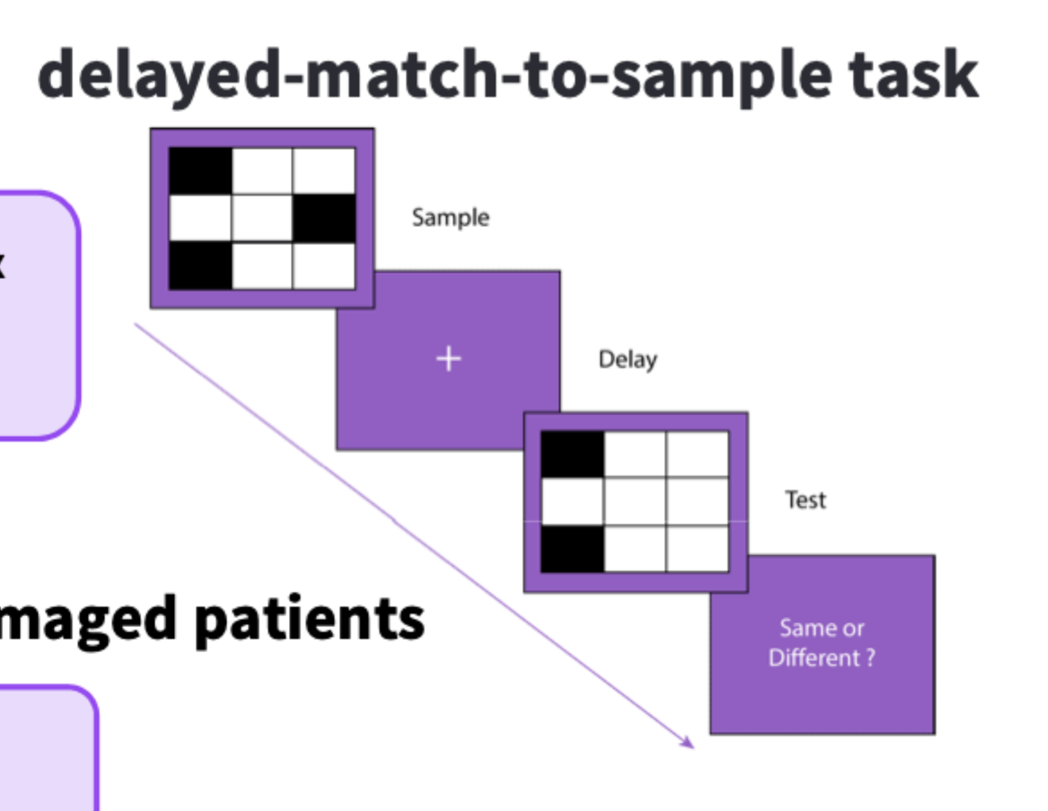 <ul><li><p>Funabashi et al (1998): the neutron went into overdrive during the delay period (active rmring). not for non memory.</p></li><li><p>Schon et al (2008): fMRI study increased activity in the prefrontal cortex during the delay phase. suggests role of frontal cortex.</p></li><li><p>Moore et al (2012): patients show impairments on tasks similar to the delayed matching tasks.&nbsp;</p></li></ul><p></p><p></p>