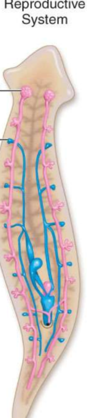 <p>What is the bottom arrow pointing to?</p>