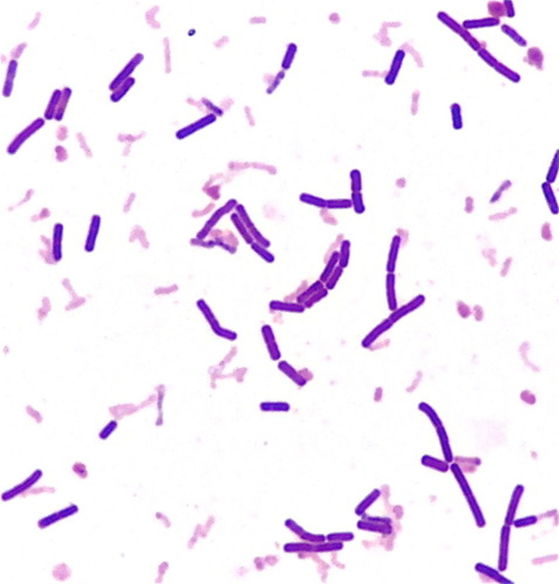 <p>identify </p>