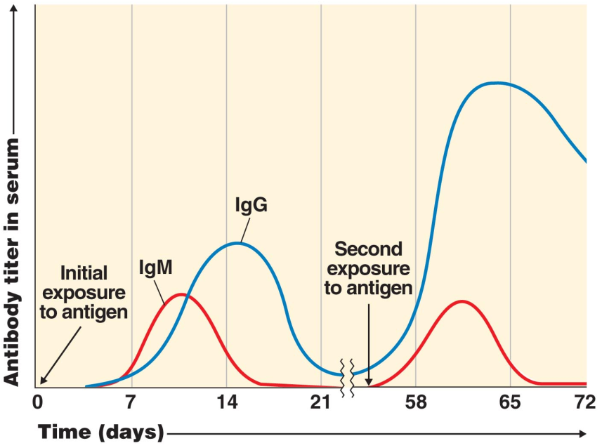 <p><strong>How does the formation of the memory cell contribute to the high-affinity secondary response titer?</strong><br><br>Memory cells are the main contributors to this powerful high-affinity secondary response curve. They rapidly proliferate and produce large amount of IgG that have been optimized for the immune response.</p>