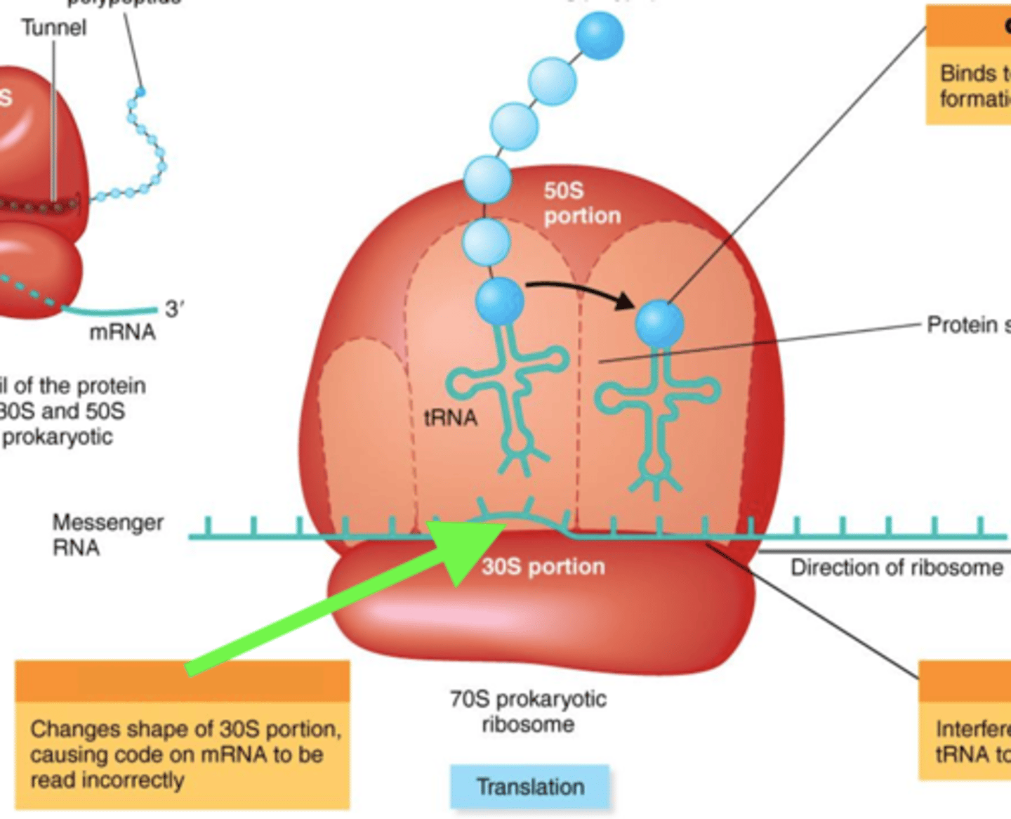 <p><strong>Antibiotics That Inhibit Protein Synthesis</strong></p><p></p><p>- Binds to 30S ribosomes, thus causing mRNA to be read incorrectly; an aminoglycoside</p><p>- Broad-spectrum</p>